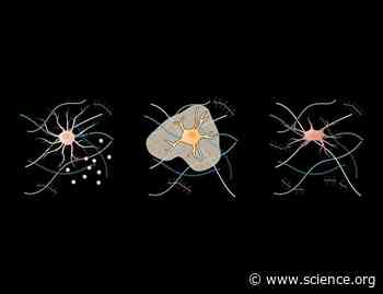 Beyond the scaffold: Glia as architects of the neural extracellular matrix | Science Signaling