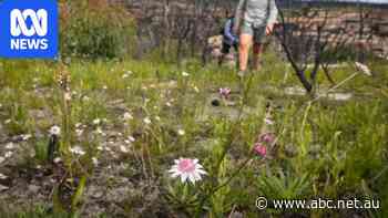 Fire is both friend and foe for Australia's wildflowers