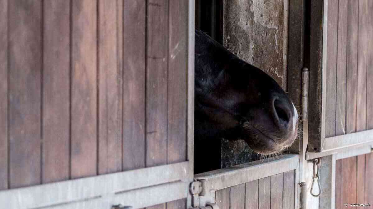 Pferdebesitzer in Angst: Tierquäler zieht von Hof zu Hof – neuer abartiger Fall