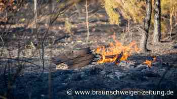 Waldbrand sorgt für Dusch-Einschränkungen in Süddeutschland