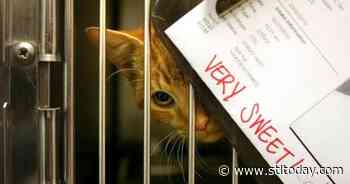 St. Charles County OKs first $1 million for new pet adoption facility