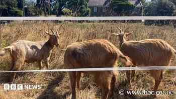 Royal Golden Guernsey Goats join conservation herd