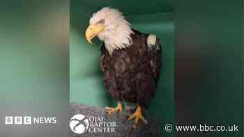 Jackie, the famous California bald eagle, dies after weeks of intensive care