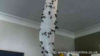 Update issued over Welsh town's fly infestation which left residents sick