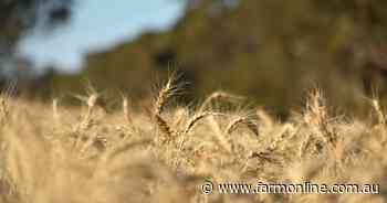 Grain advocacy shake-up as two state groups formalise ties with GrainGrowers