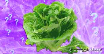 Is It Safe to Eat Lettuce Yet?