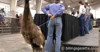 Photos: Emu joins in Poultry Showmanship at MontanaFair