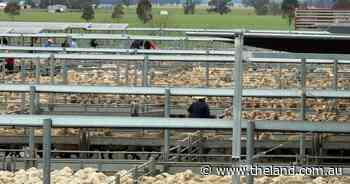 Heavy lamb prices hold above $11/kg as processors chase shrinking numbers