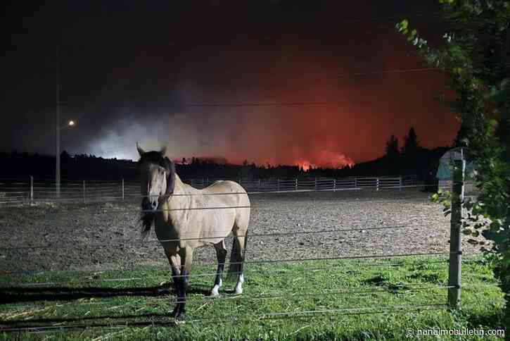 Burned pig among animals saved from Okanagan wildfires