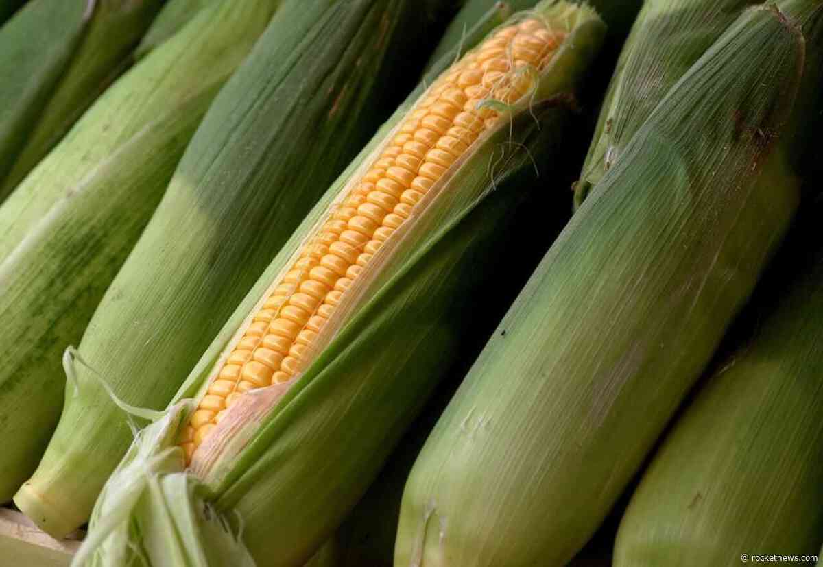 Corn Ticking Higher on Monday Morning
