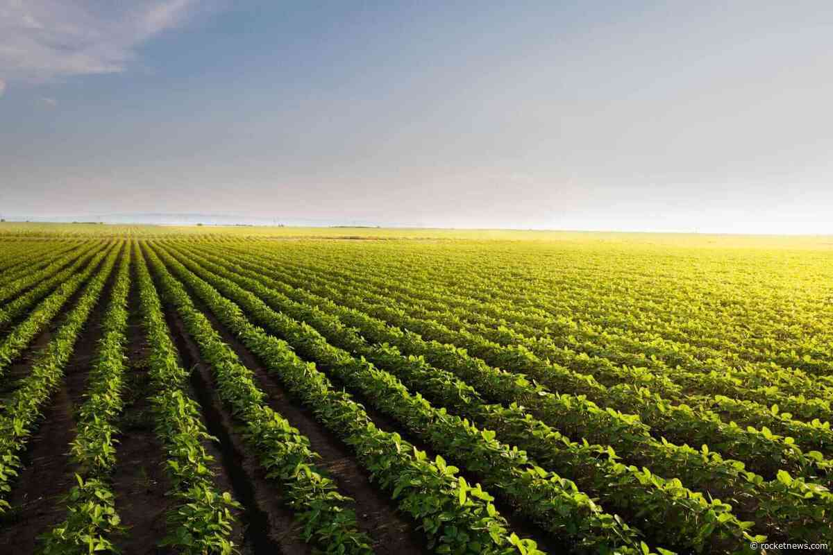 Soybeans Pushing Higher to Begin the Week