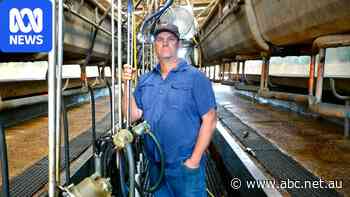 After 80 years of dairying, no-one wants this farm's milk.
