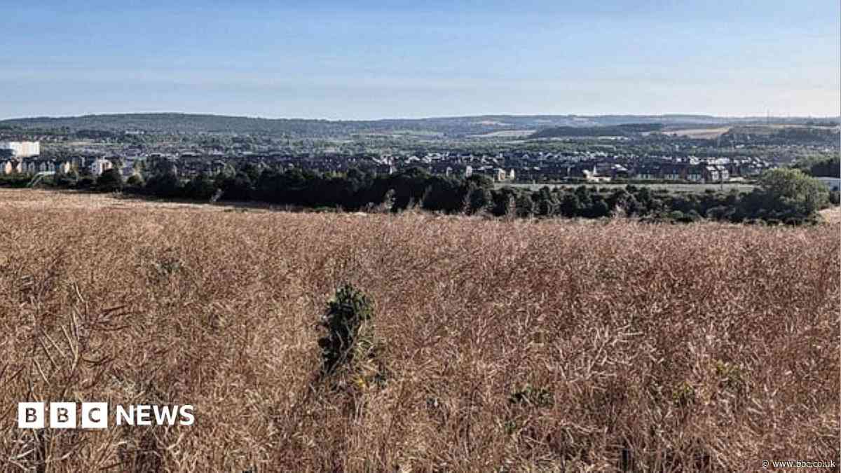 Plans for 900 homes to be built on green belt land