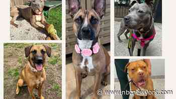 These ‘pawsome' furry friends are waiting for their forever homes at Pawsome Squad rescue