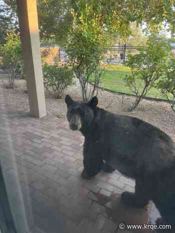 Family spots bear in Northeast Heights neighborhood amid spike in local encounters