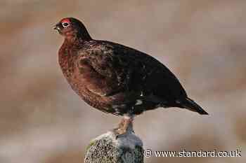 Study could shed light on declines in red grouse populations, experts say