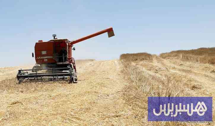 المغرب يستأنف استيراد القمح في شتنبر المقبل لدعم المخزون الوطني
