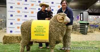 'Big and bulky' animal claims Ram of the Year title as four states lock horns