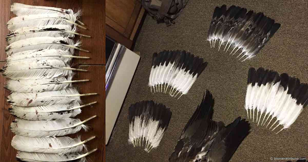 Texas man faces charges for allegedly buying poached Montana eagle parts; 3,600 birds killed