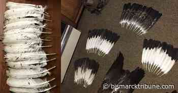 Texas man faces charges for allegedly buying poached Montana eagle parts; 3,600 birds killed
