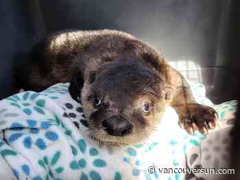 You otter hear this rescue saga from B.C.'s Alert Bay