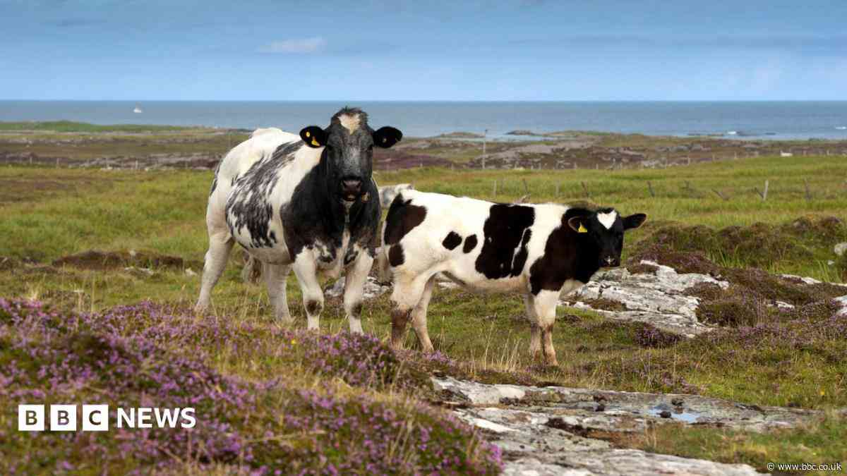 'UK's first community-owned vets' among island funds winners