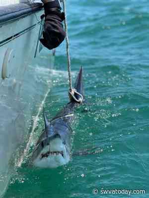 Scientists turn to sharks to improve hurricane predictions