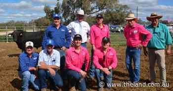 Te Mania Angus marks 20 years of Walgett sales with 100pc clearance
