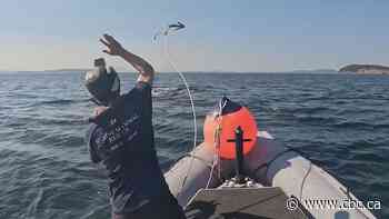Researchers say whale entanglements on B.C.'s coast continue to be a concern