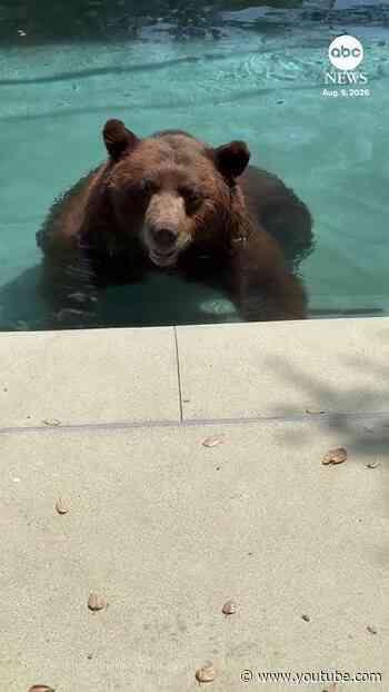 Brown bear cools off in pool in California