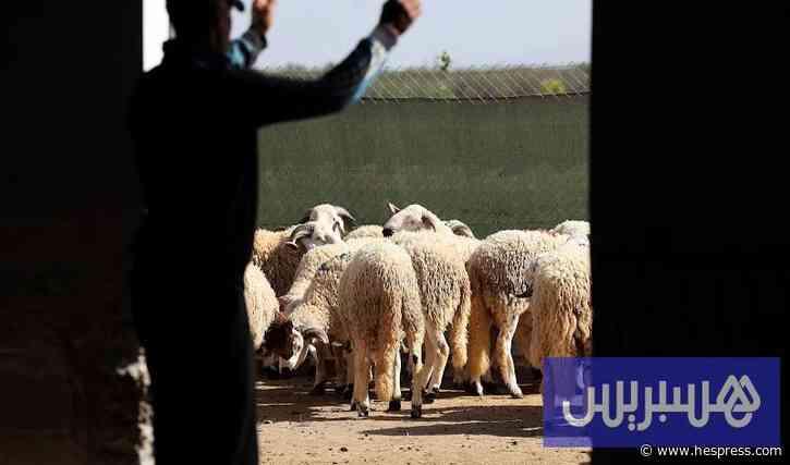 دعم مربي الماشية .. البواري يكشف عدد المستفيدين ومبالغ الشطر الثاني