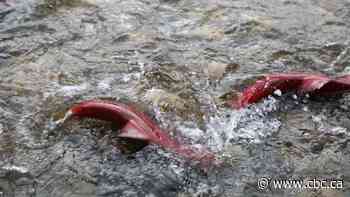 B.C. temporarily rescinds protection order for the Salmon River watershed