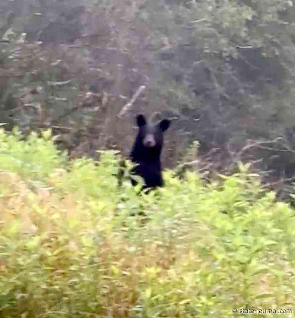 Black bear sightings occur in Franklin County