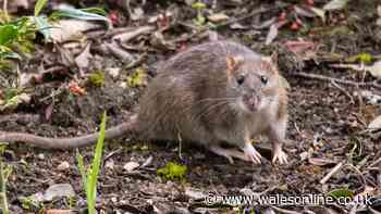 Rats can take over your garden if 1 unlikely item is stored outside