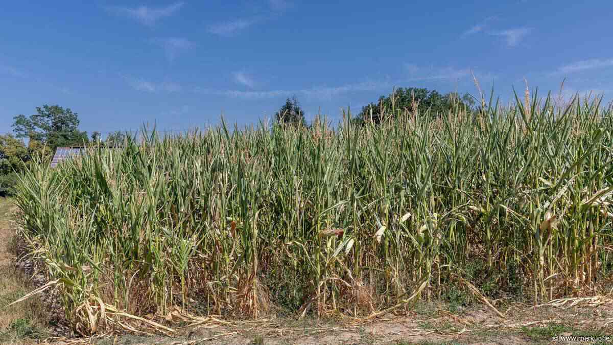 Verdorrte Wiesen, knapper Vorrat – Bauern im Landkreis sind verzweifelt