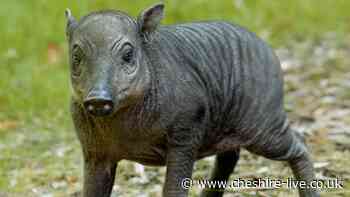 Chester Zoo celebrates birth of rare piglet 'size of a grapefruit with legs'