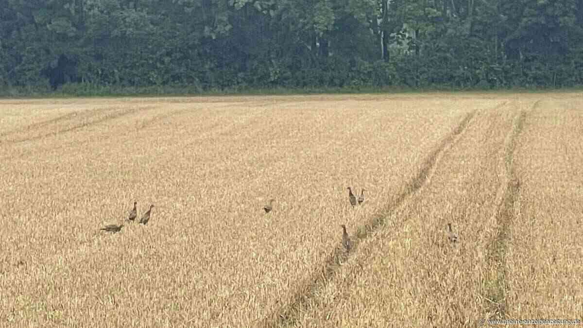 Wildtieren im Landkreis Erding fehlt das Wasser