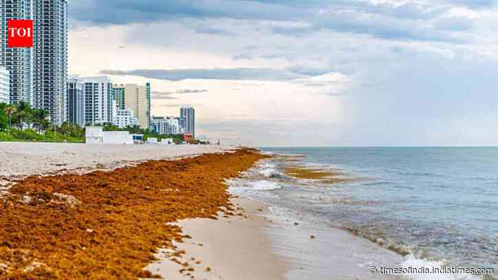 Mexico cleaned 100K+ tons of sargassum in 2026, but the seaweed crisis is now threatening its tourism