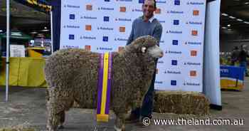 Queensland ram sashed supreme exhibit at Dubbo after seizing August-shorn title