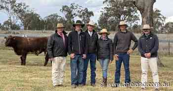 Average price climbs more than $2000 at Shorthorn sale near Manilla