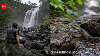 Snakebite Risk At Amboli: tourist dies after suspected bite at waterfall; guide to stay safe