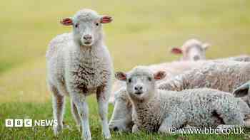 Farming family confirm first case of bluetongue virus detected in single lamb