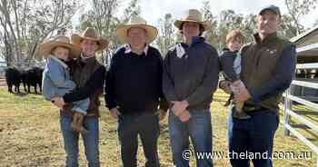 'Explosive' growth traits drive bidders at Hazeldean Tamworth bull sale