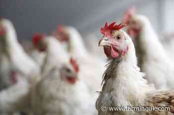 Poultry producers warned as Salmonella risk rises in hot weather