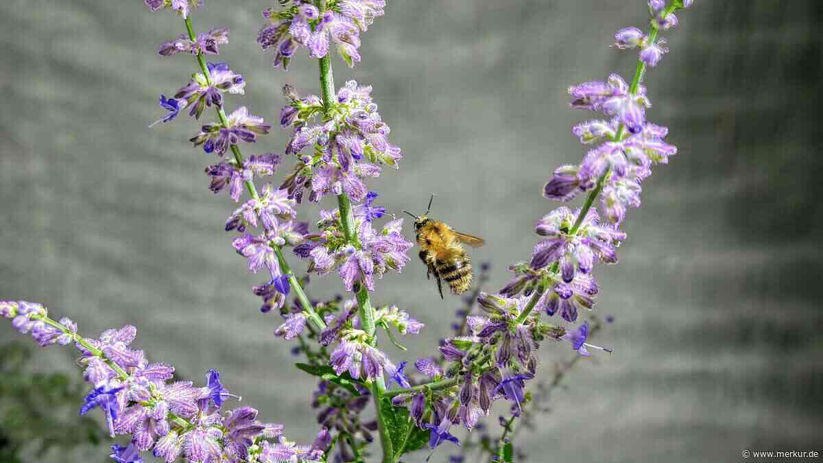 Blauraute: Diese Staude liebt Trockenheit und blüht monatelang in leuchtendem Blau