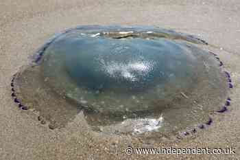 Huge swarm of jellyfish shut down nuclear reactors at power plant after clogging pumps