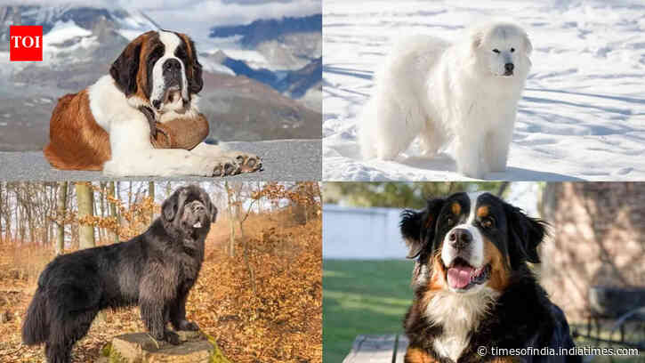 ​7 giant dog breeds that are gentle and friendly with kids​