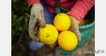Zuid-Afrika verlaagt exportraming citrus naar 205,3 miljoen kartons
