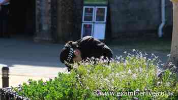 Ann Widdecombe's funeral latest as police search Buckfest Abbey ahead of service