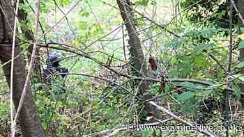 Major change to woodland confirmed after 'lurid acts' covered up